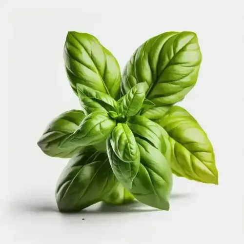 basilic
