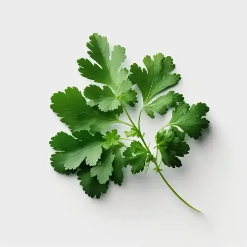 coriandre