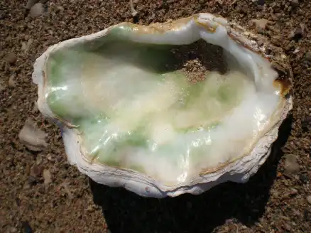 huitre